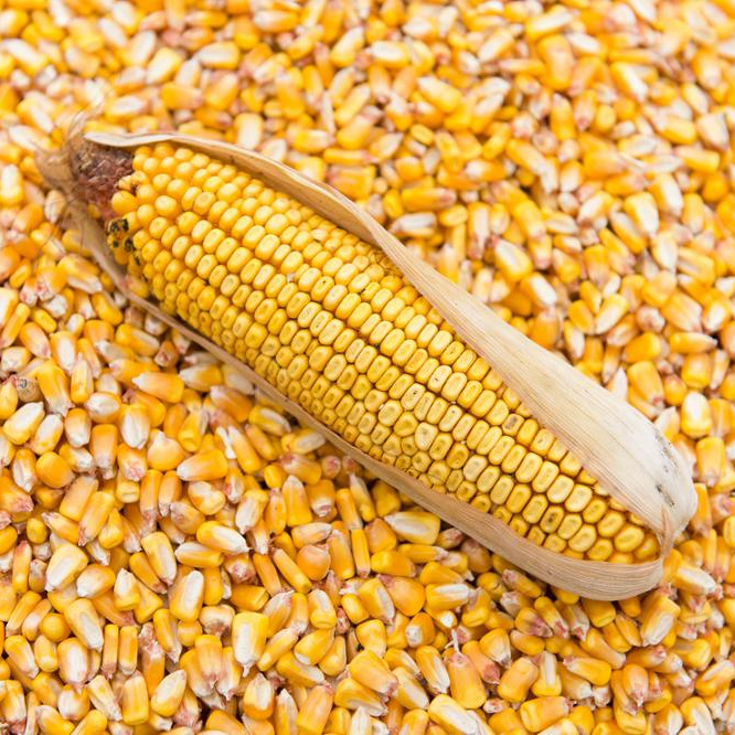 Buy High-quality yellow corn ,High-quality yellow corn For Sale