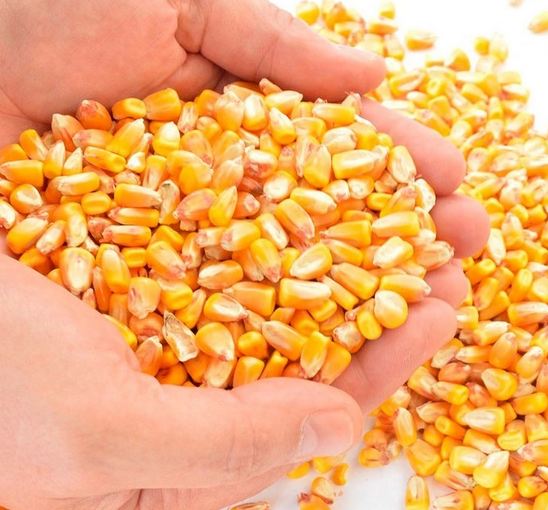 Non-Gmo Yellow Corn For Human Consumption,Buy yellow corn online